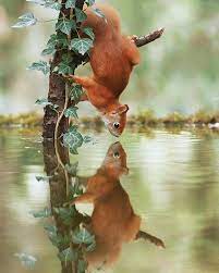 50 Adorably Whimsical Wildlife Photos Taken By Photographer Julian Rad Animal Photography Wildlife Photos Animals