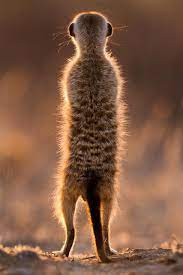 Golden Whiskers Via Flickr Animal Photography Wildlife African Animals Photography Animals