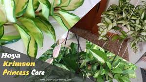 We stock the best selling indoor house plants in the uk, along with rare and carefully selected plants. 8 Tips For Hoya Krimson Princess Care Complete Guide