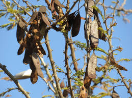 Image result for Acacia luederitzii