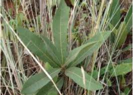 Image result for Pygmaeothamnus zeyheri