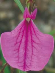 Image result for Afrohybanthus enneaspermus