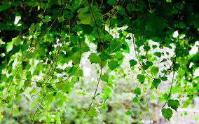 Wallpaper Daun Hd Hijau Hd Unduh Gratis Wallpaperbetter