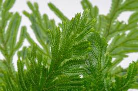 Image result for Selaginella soyauxii