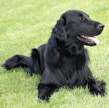 Coat the golden retriever has a double coat which comes in various shades of gold or cream (it should not be red). Flat Coated Retriever Breed Information Characteristics Heath Problems Dogzone Com
