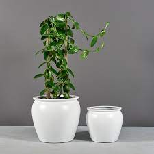 Shop our fish bowl planter selection from the world's finest dealers on 1stdibs. Shanghai Fishbowl Planter Planters Etc
