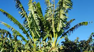 All fruit trees require plenty of sun and good drainage. All Tropical Fruit Garden In Melbourne Australia Youtube