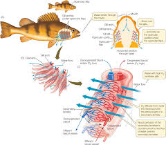 Animals / Counter-Current - Pathwayz