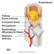 The bladder, like the stomach, is an expandable sac that contracts with inner folds when it is empty. Unit 4 Skeletal System General Human Anatomy And Physiology