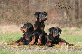 Eine grosszügige aussenanlage mit verschiedenen untergründen und spielmöglichkeiten Beauceron Hunde