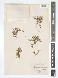 Image result for Euphorbia granulata