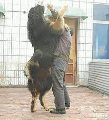 May 16, 2018 · they started to wonder whether the dog was really what it was until it reached a staggering 250 pounds and started walking on its hind legs. 18 Tibetan Mastiff Puppies Ideas Puppies Tibetan Mastiff Mastiffs