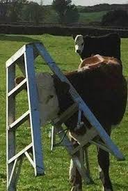 Pin By Cindy Rambo On Nature Cow Animals Step Ladders
