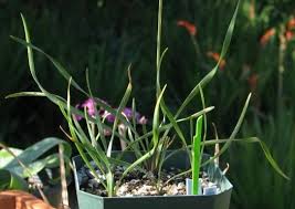 Image result for Tulbaghia acutiloba