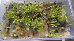 Check spelling or type a new query. How To Grow Dragon Fruit From Seed Designs By Mamta