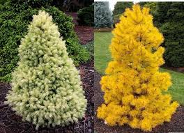 50 Adet Torba Tohumlari Picea Sari Yilinda Ladin Agaci Pot Bonsai Avlu Bahce Bonsai Bitki Cam