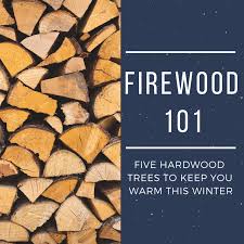Researchers began measuring the decline of ash trees in the penn state plantation in 2012, shortly after emerald ash borers arrived there, and they measured it every year through 2017. Best Types Of Hardwood Trees To Use For Firewood Oak Cherry Sassafras Locust And Ash Dengarden