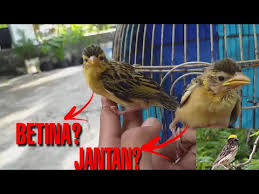 Lovebird betina sering membuka kedua sayapnya sambil ekor dan pantatnya nungging. Ciri Ciri Burung Manyar Jantan Python