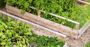 Choose a raspberry variety which is suited to your region. How To Identify Fight And Prevent Root Rot