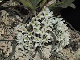 Image result for Rhipidoglossum kamerunense