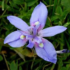 Image result for Moraea simulans