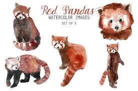 Watercolor Red Panda Clipart Watercolor Tiger Watercolor Red Red Panda