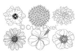 Download Collection Set Of Summer Flowers Poppy Hydrangea Dahlia Peony Hibiscus Stock Vector Crushpixel