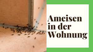 Die ameisen werden es trinken (manche bringen es in den bau). Ameisen In Der Wohnung So Beseitigen Sie Die Plagegeister Youtube