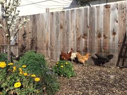 Planung Und Bau Eines Auslaufs Fur Huhner Huhner Im Garten Huhnerhaltung Im Garten Huhnerauslauf