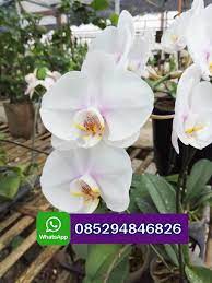 Jual Bibit Anggrek Bulan Murah Di Bekasi Hub 085294846826 Anggrek Bulan