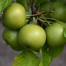 Image result for Pyrus pyrifolia