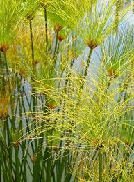 Image result for Cyperus dives