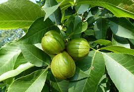 We did not find results for: A Beginner S Guide How To Identify Hickory Nuts Mossy Oak