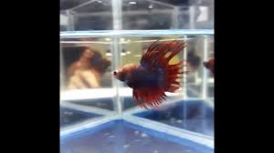Lelang Koleksi Ikan Cupang Hias Type Sisir Di 2020 Ikan Cupang Lelang Ikan