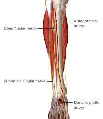 Leg muscles can be divided into 3 compartments: Leg Concise Medical Knowledge