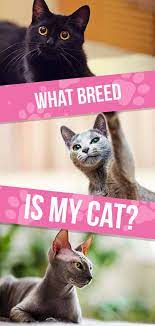 What Breed Is My Cat? A Guide To Identifying Your Cat's Breed