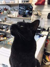 This Is My Little Helper In Our Rspca Shop With Love From London Apparently Black Cats Are Less Popular For Adoption So Massive Shout Out To All Who Adopte