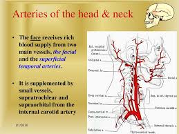 Carotid arteries are located in the anterior of the neck, on either side. Arteries Of The Head Neck Ppt Download