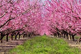 In each dormant season (that time of year when there are no outward signs of growth) cut peach trees are pestered by numerous insects and diseases, so if you are truly opposed to spraying, you may want to reconsider growing this kind of. Peach Trees Orchard Blossoms Pink Tree Farm Stock Photo Adobe Stock