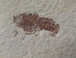 Image result for Glyphaea