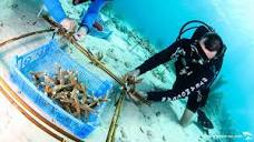 Stella Maris Dive Site at LionsDive Resort | Curaçao Diving Guide