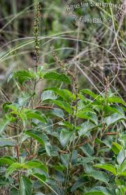Image result for Acalypha sonderiana