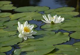 Image result for Nymphaea divaricata
