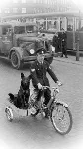 pin von irina kovalenko auf authentic dutch vintage hund hunde fotos hundefotos