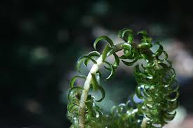 Image result for Lagarosiphon major