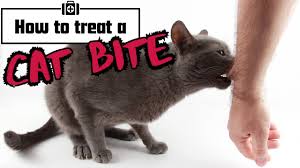 Image result for Cat Bite