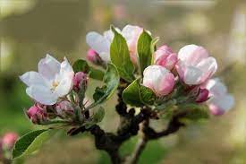 Flower Meanings The Language Of Flowers Flower Meanings Apple Blossom Blossom Meaning