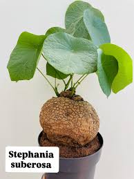 Image result for Cyclantheropsis parviflora