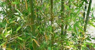 Image result for Oreobambos