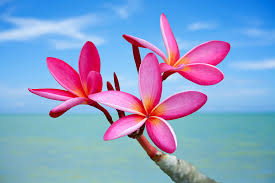 Plumeria A Sweet Scent Of Summer Cgtn